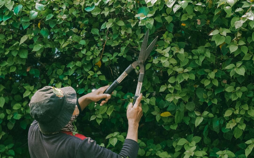 Poda de árboles y arbustos en Collado Villalba – Servicio profesional al alcance de tu jardín.